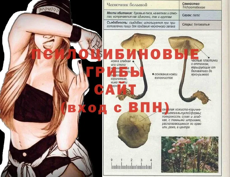 Псилоцибиновые грибы Psilocybine cubensis  мориарти какой сайт  Зубцов 